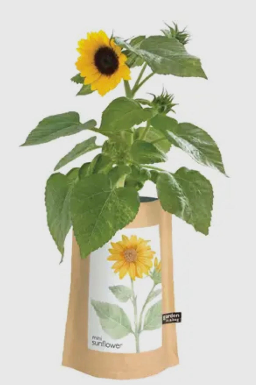 Garden In A Bag- Sunflower