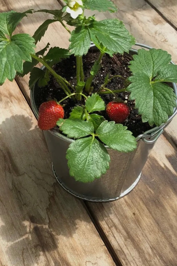 Garden In A Pail- Strawberry