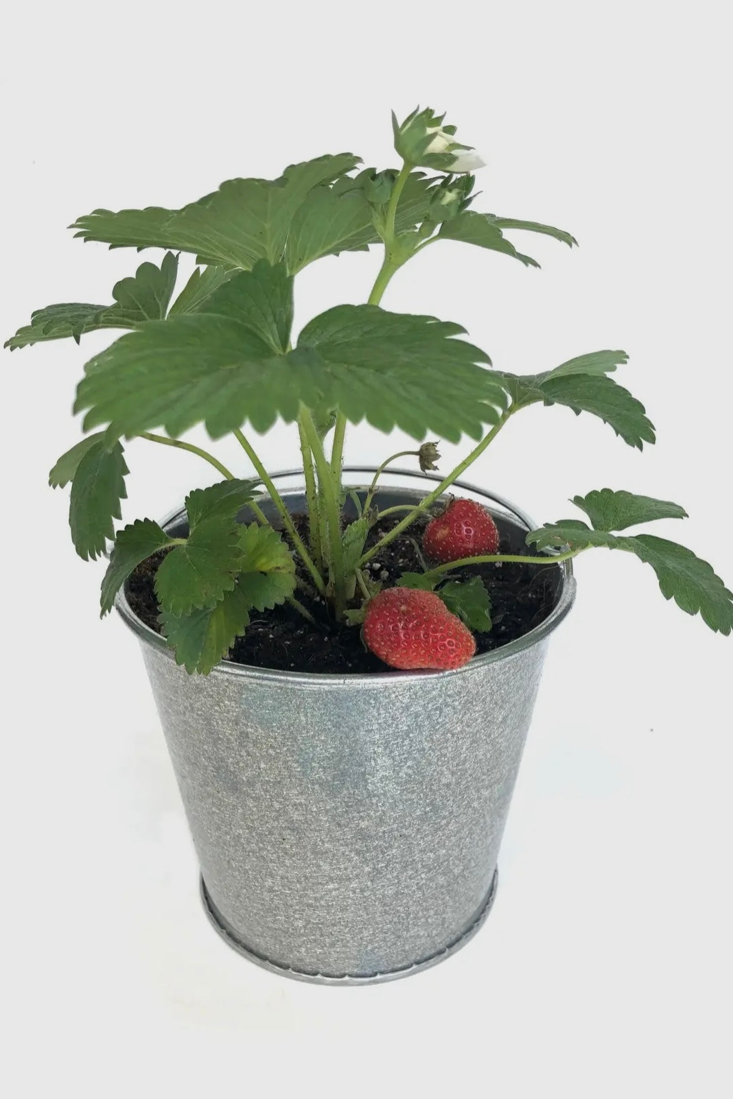 Garden In A Pail- Strawberry